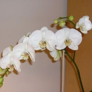 Meet your Posher, Iim jessica